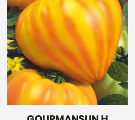Τομάτα αναρριχώμενη Gourmansun υβρίδιο (hobby 5 σπόρων) Τομάτα αναρριχώμενη Gourmansun υβρίδιο (hobby 5 σπόρων)