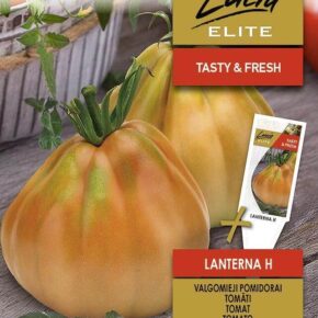 Τομάτα αναρριχώμενη Lanterna υβρίδιο (hobby bag 10 σπόρων)