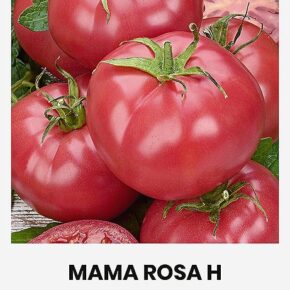 Τομάτα αναρριχώμενη Mama Rosa υβρίδιο (hobby bag 10 σπόρων)
