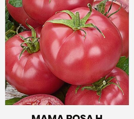 Τομάτα αναρριχώμενη Mama Rosa υβρίδιο (hobby bag 10 σπόρων) Τομάτα αναρριχώμενη Mama Rosa υβρίδιο (hobby bag 10 σπόρων)