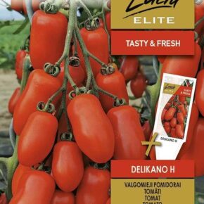 Τομάτα αναρριχώμενη βελανίδι Delikano υβρίδιο (hobby bag 0,1 γρ)
