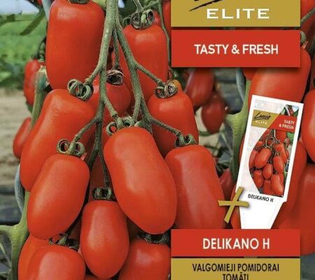 Τομάτα αναρριχώμενη βελανίδι Delikano υβρίδιο (hobby bag 0,1 γρ) Τομάτα αναρριχώμενη βελανίδι Delikano υβρίδιο (hobby bag 0,1 γρ)