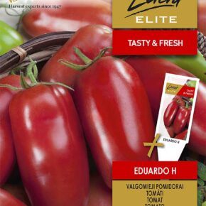 Τομάτα αναρριχώμενη βελανίδι μεγάλο Eduardo υβρίδιο (hobby bag 15 σπόρων)