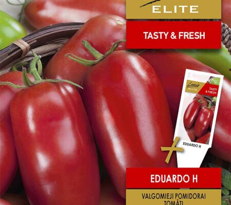 Τομάτα αναρριχώμενη βελανίδι μεγάλο Eduardo υβρίδιο (hobby bag 15 σπόρων) Τομάτα αναρριχώμενη βελανίδι μεγάλο Eduardo υβρίδιο (hobby bag 15 σπόρων)
