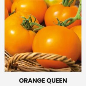 Τομάτα αναρριχώμενη πορτοκαλί Orange queen παραδοσιακή (hobby bag 0,1 γρ)
