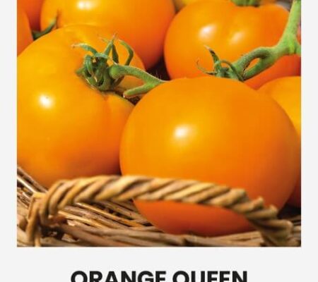 Τομάτα αναρριχώμενη πορτοκαλί Orange queen παραδοσιακή (hobby bag 0,1 γρ) Τομάτα αναρριχώμενη πορτοκαλί Orange queen παραδοσιακή (hobby bag 0,1 γρ)