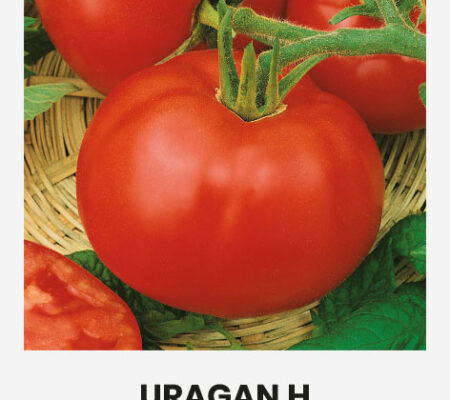 Τομάτα αναρριχώμενη τσαμπί Uragan υβρίδιο (hobby bag 0,1 γρ) Τομάτα αναρριχώμενη τσαμπί Uragan υβρίδιο (hobby bag 0,1 γρ)
