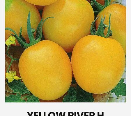 Τομάτα χαμηλή κίτρινη Yellow River υβρίδιο (hobby bag 12 σπόρων) Τομάτα χαμηλή κίτρινη Yellow River υβρίδιο (hobby bag 12 σπόρων)