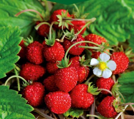 Φράουλα άγρια Rugen παραδοσιακή (hobby bag 0,1 γρ) Φράουλα άγρια Rugen παραδοσιακή (hobby bag 0,1 γρ)