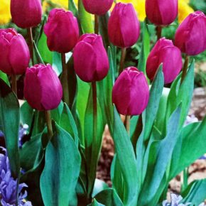 Βολβός τουλίπα Attila 11 12 Triumph