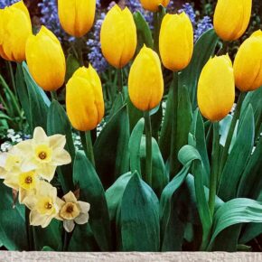 Βολβός τουλίπα Golden melody 11 12 Triumph