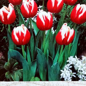 Βολβός τουλίπα Leen van der Mark 11 12 Triumph