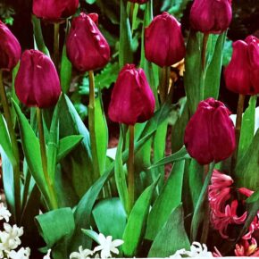 Βολβός τουλίπα Negrita 11 12 Triumph