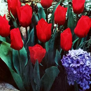 Βολβός τουλίπα Oscar 11 12 Triumph