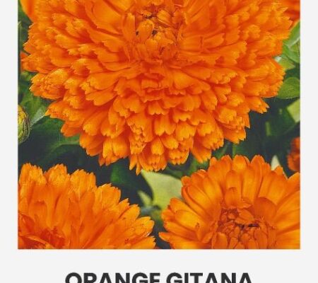 Καλέντουλα πορτοκαλί Gitana (hobby bag 2 γρ) Καλέντουλα πορτοκαλί Gitana (hobby bag 2 γρ)