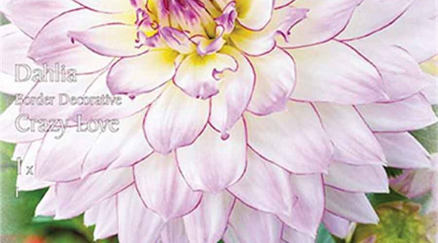 Βολβός ντάλια Crazy Love (φάκελος 1 τμχ)