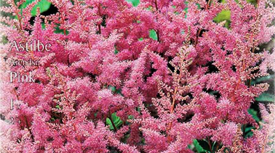 Βολβός Αστίλβη Arendsii Pink (φάκελος 1 τμχ)