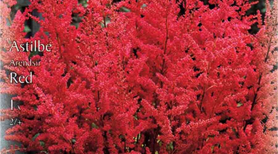 Βολβός Αστίλβη Arendsii Red (φάκελος 1 τμχ)