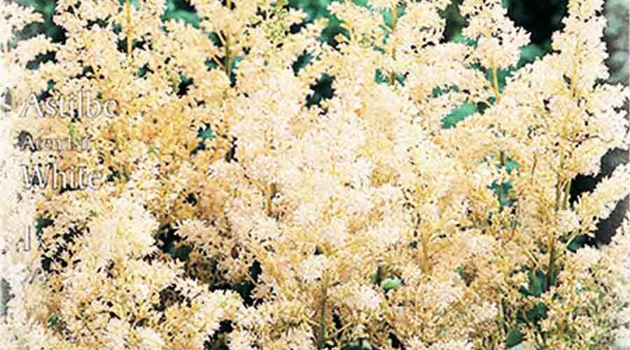 Βολβός Αστίλβη Arendsii White (φάκελος 1 τμχ)