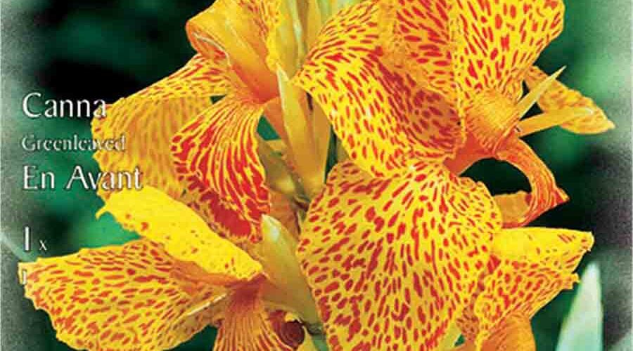 Βολβός Κάννα En Avant (φάκελος 1 τμχ)