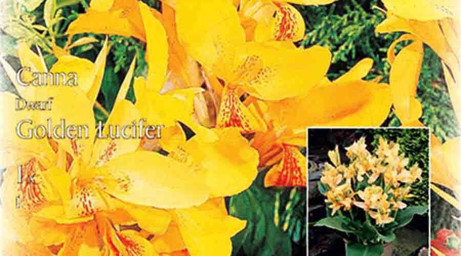 Βολβός Κάννα Golden Lucifer (φάκελος 1 τμχ)