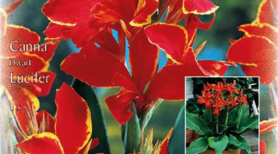 Βολβός Κάννα Lucifer (φάκελος 1 τμχ)