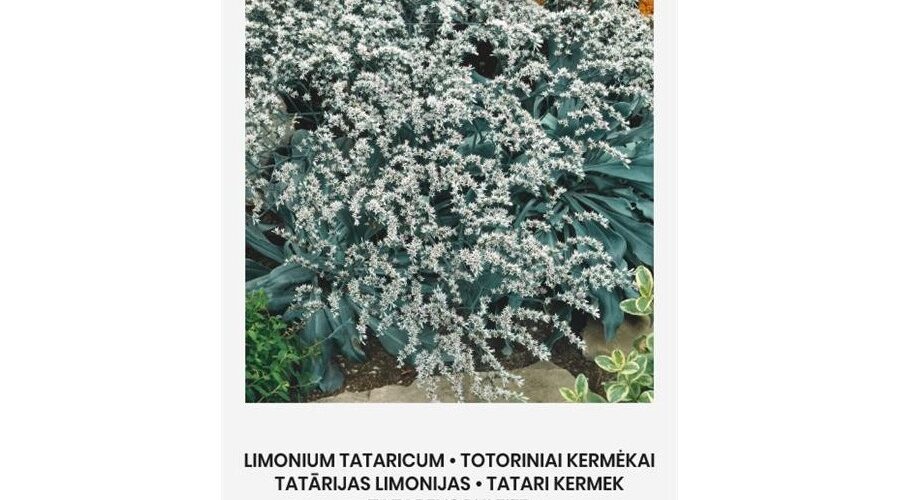 Γερμανική Στατική (hobby bag 0,2 γρ)