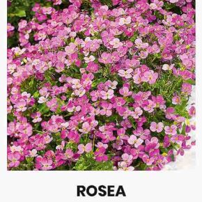Αλπικό κάρδαμο Rosea (hobby bag 0,2 γρ)
