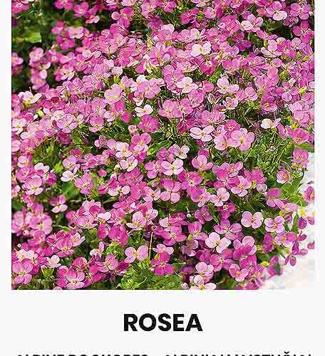 Αλπικό κάρδαμο Rosea (hobby bag 0,2 γρ)