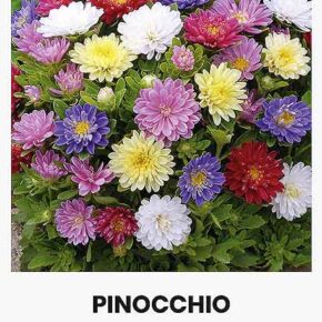 Αστράκι χαμηλό Pinocchio mix (hobby bag 0,3 γρ)