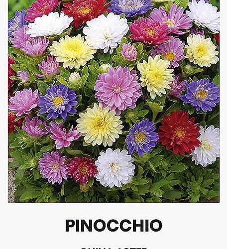 Αστράκι χαμηλό Pinocchio mix (hobby bag 0,3 γρ)
