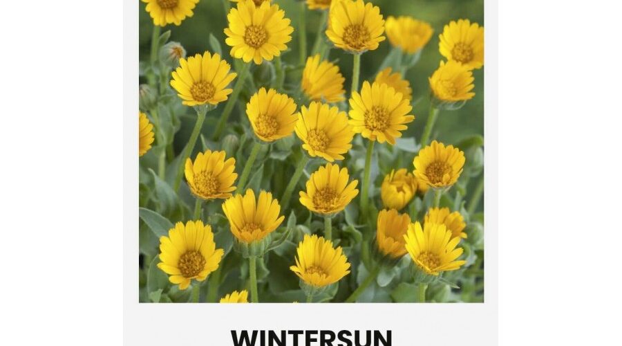 Άγρια καλέντουλα Wintersun (hobby bag 2 γρ)
