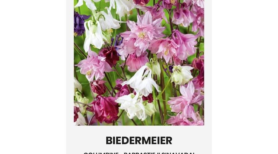Ακουιλέγια κολομπίνα Biedermeier (hobby bag0,2 γρ)