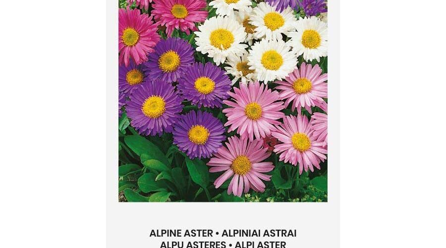Αλπικό αστράκι mix (hobby bag 0,5 γρ)