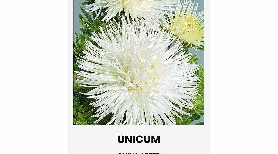 Αστράκι λευκό Unicum (hobby bag 0,5 γρ)