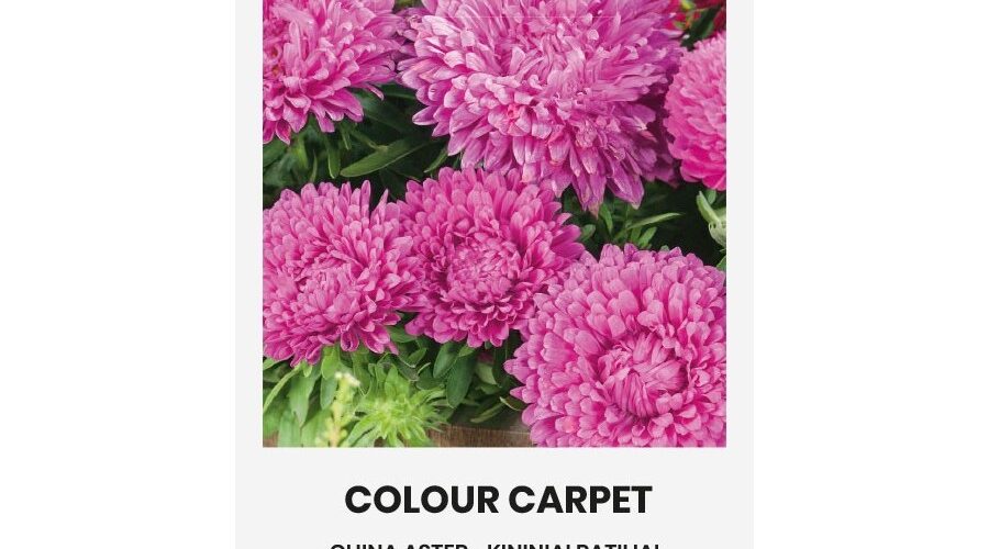 Αστράκι χαμηλό ροζ Colour Carpet (hobby bag 0,5 γρ)