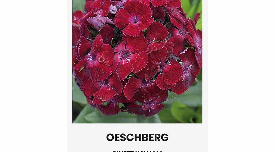 Γαρύφαλλο του ποιητή Oeschberg (hobby bag 1 γρ)