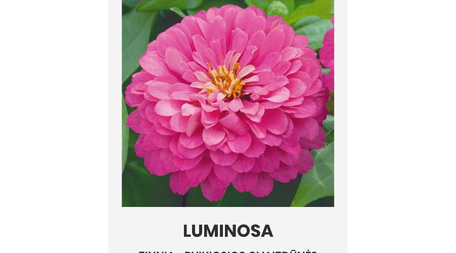 Ζίννια λιλά Luminosa (hobby bag 1 γρ)