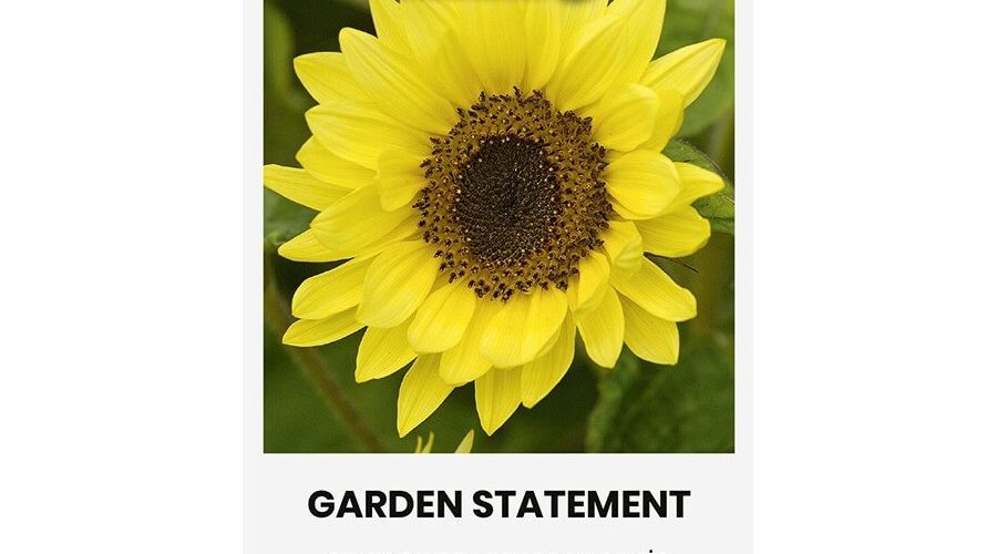Ηλίανθος ψηλός Garden Statement (hobby bag 0,5 γρ)