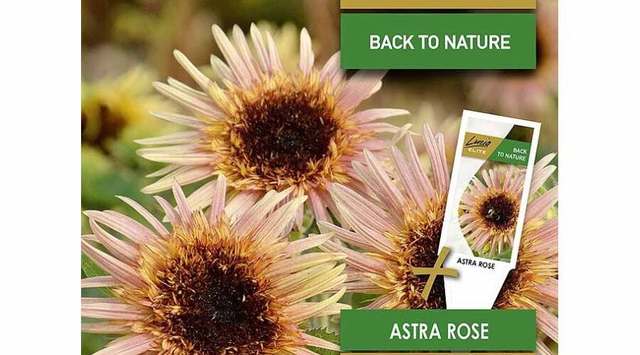 Ηλίανθος ψηλός ροζ Astra Rose (hobby bag 0,5 γρ)