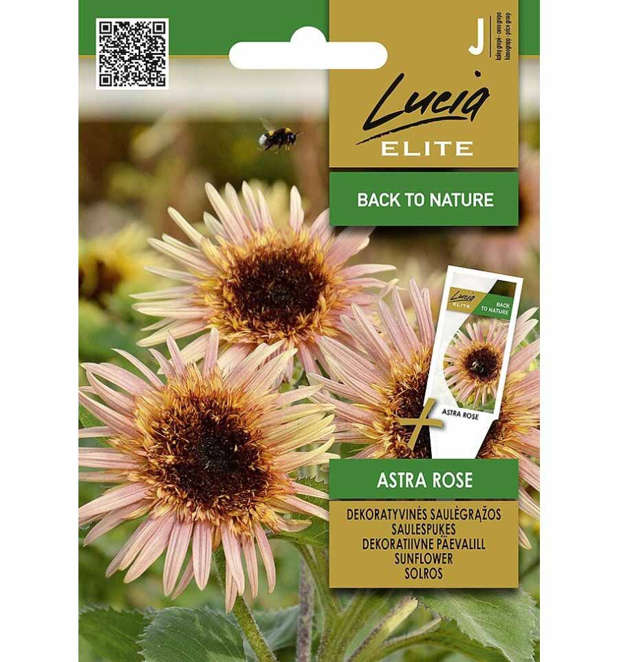 Ηλίανθος ψηλός ροζ Astra Rose (hobby bag 0,5 γρ) Ηλίανθος ψηλός ροζ Astra Rose (hobby bag 0,5 γρ)