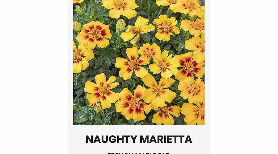 Κατιφές Naughty Marietta (hobby bag 1 γρ)