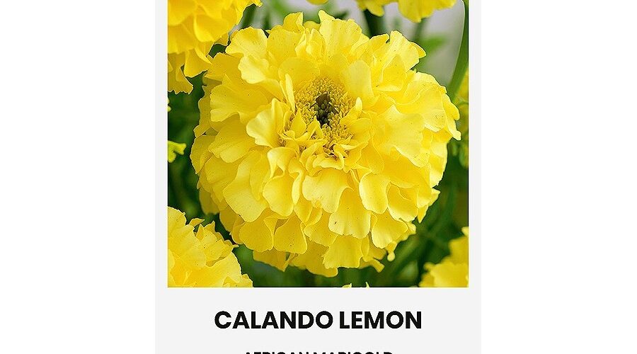 Κατιφές κίτρινος Calando Lemon (hobby bag 0,5 γρ)