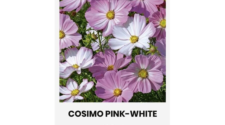 Κόσμος Cosimo pink - white (hobby bag 20 σπόρων)