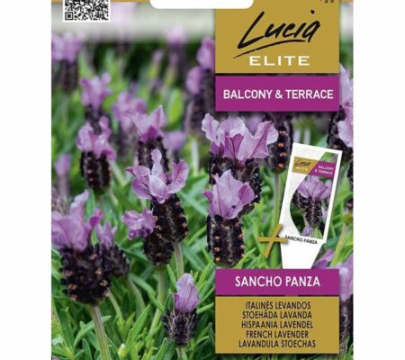 Λεβάντα Ισπανική Sancho Panza (hobby bag 20 σπόρων)