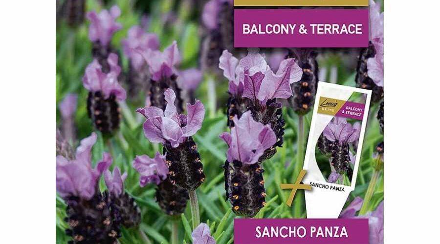 Λεβάντα Ισπανική Sancho Panza (hobby bag 20 σπόρων)