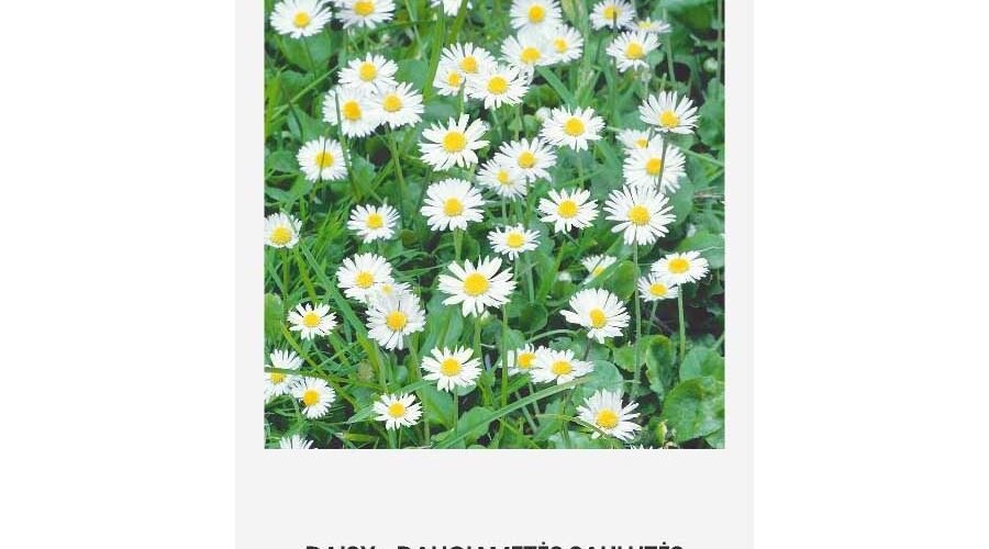 Μαργαρίτα άγρια White Singal (hobby bag 0,2 γρ)