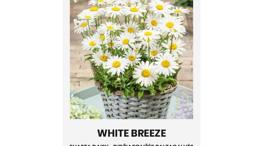 Μαργαρίτα λευκή White Breeze (hobby bag 0,2 γρ)
