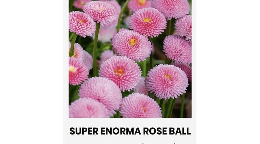 Μαργαρίτα ροζ Super enorma rose ball (hobby bag 0,2 γρ)