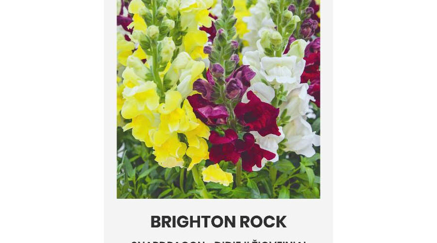 Σκυλάκι ψηλό Brighton Rock (hobby bag 0,5 γρ)